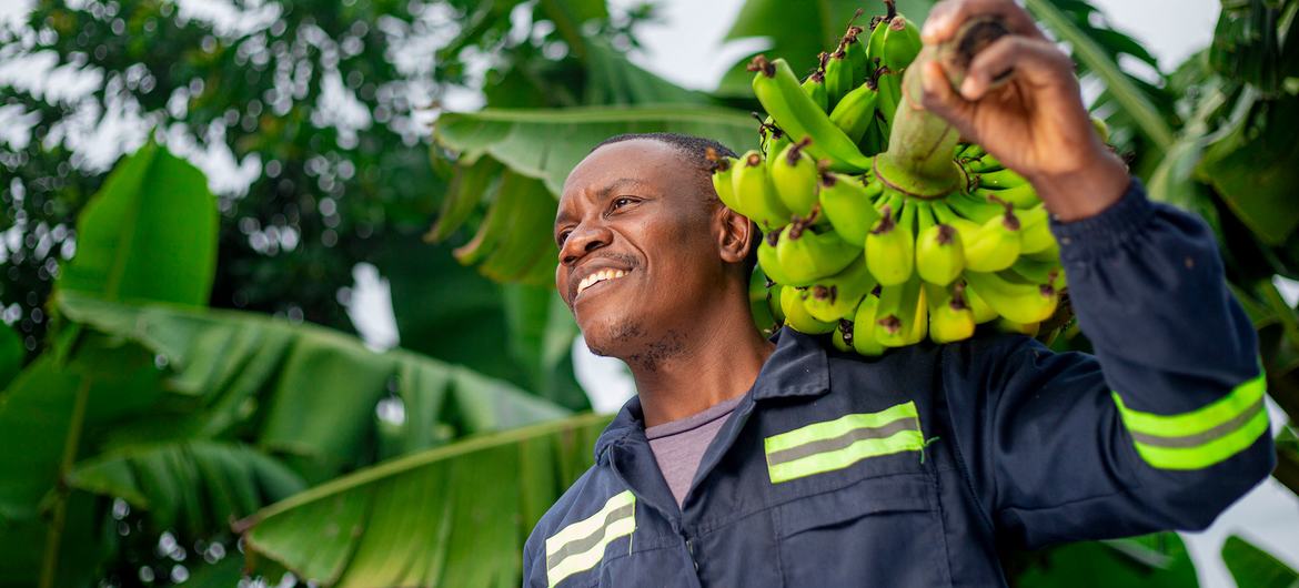 A banana grower harvests his crop in Manicaland, Zimbabwe.