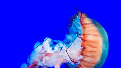 5 ocean heroes battling to turn the toxic tide