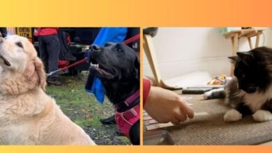 Incredible pet stories of 2024